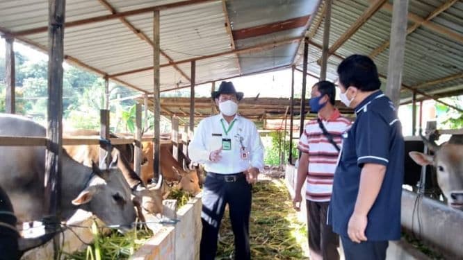 Pemeriksaan kesehaan ternak oleh Dinas PKH Kaltim