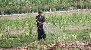 Seorang petani menyiram lahan pertanian secara manual. 200 Hektare lahan di Kaltim terancam gagal  panen. (Ilustrasi)