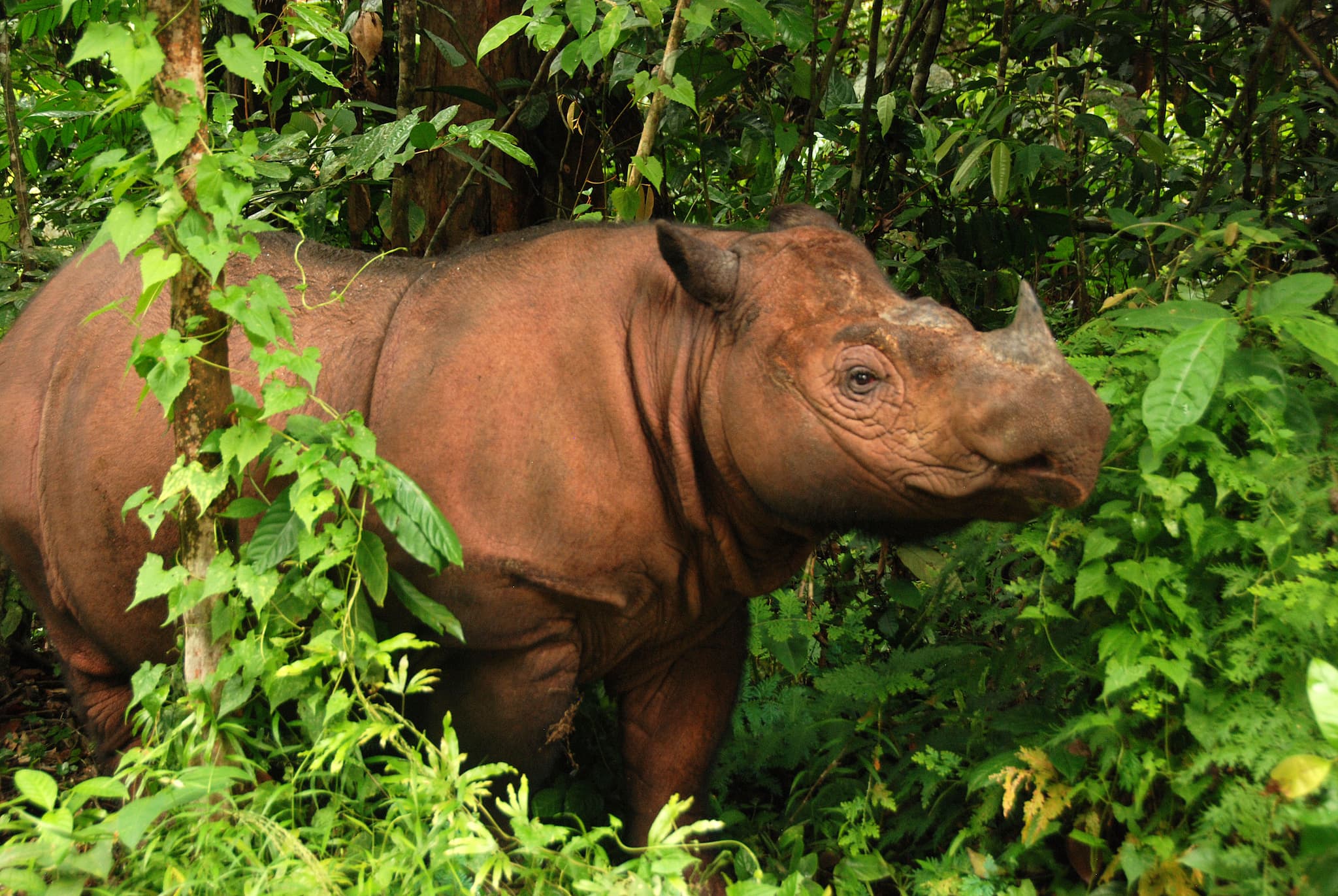 Badak Sumatera, spesies badak terkecil di dunia. International Rhino Foundation memperkirakan ada kurang dari 80 badak yang hidup di dunia.