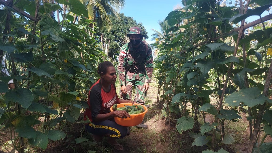 
Satgas Yonif 611/Awang Long Bersama Warga Papua Panen Raya Perdana
