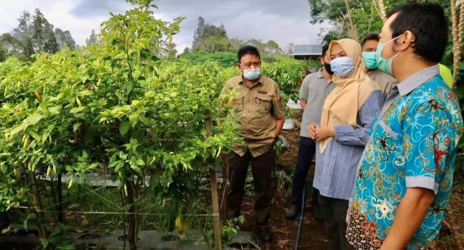 Gubernur direncanakan akan ikut panen cabai di Kutai Barat pada awal Juni mendatang