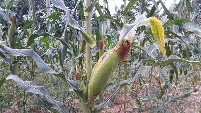 Peningkatan Produktivitas Jagung Pipil Jadi Fokus Pertanian di PPU 