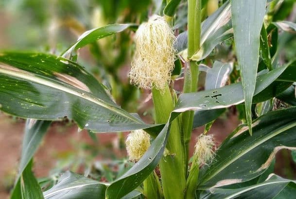 Tanaman Jagung