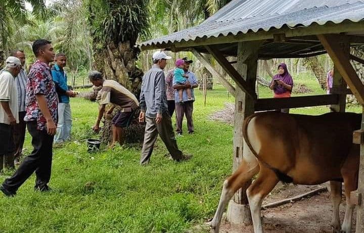 Peternakan sapi di perkebunan kelapa sawit menjaid tumpuan pemenuhan daging sapi di ibu kota negara baru. 