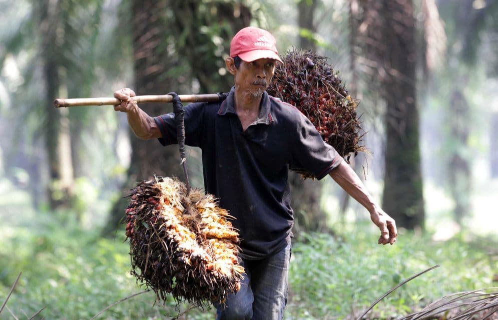 Petani sawit di Kaltim menerima program PSR yang berasal dari BPDPKS. Lebih dari 2240 hektare lahan sawit petani akan diremajakan. 