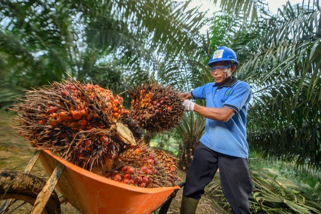 Pemprov Kaltim melindungi petani sawit yang sudah bermitra dengan perusahaan sawit agar pembelian TBS tidak jatuh pasca larangan ekspor bahan baku minyak goreng.  