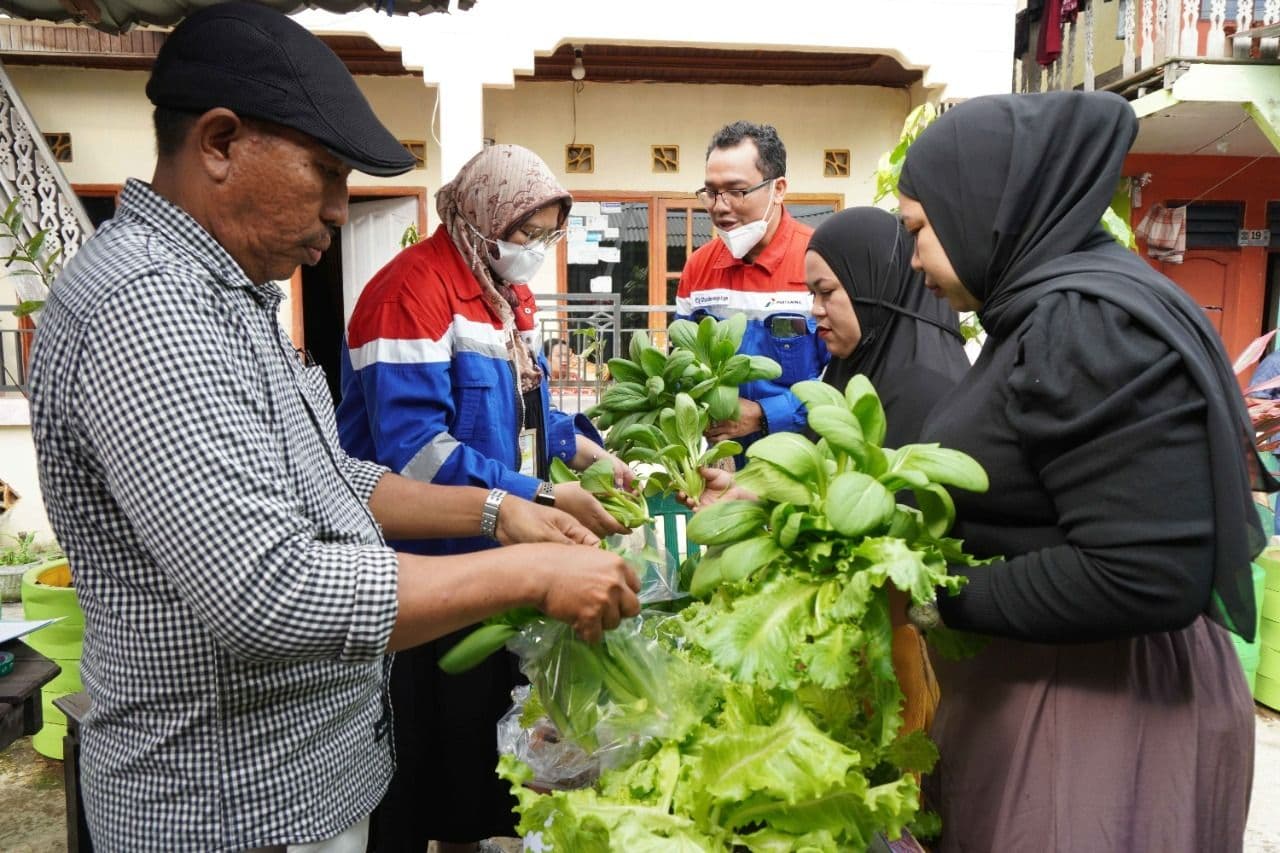 Mitra Binaan Pertamina Panen Perdana Sayuran Hidroponik di Kampung Atas Air,  Rabu (13/7/2022)