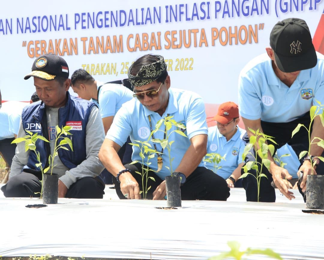 Gubernur Kaltara, Zainal Paliwang memulai gerakan tanam cabai untuk menekan inflasi. Foto: DKISP