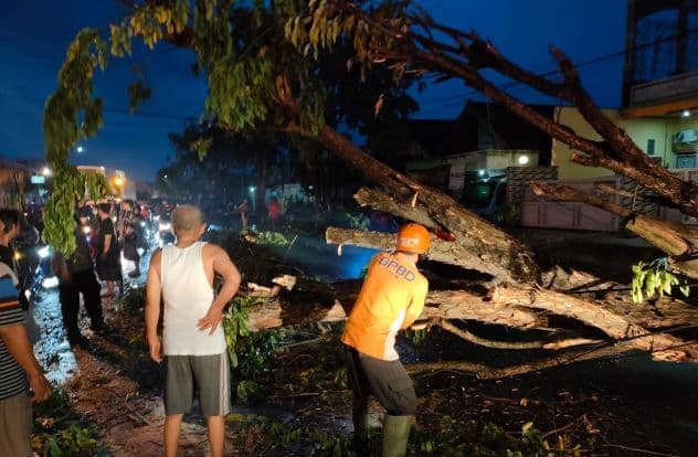 Salah satu dampak cuaca ekstrem yang sering terjadi di wilayah Kaltim ialah pohon tumbang. BPBD di seluruh wilayah diminta bersiaga menghadapi cuaca ekstrem pekan ini. 