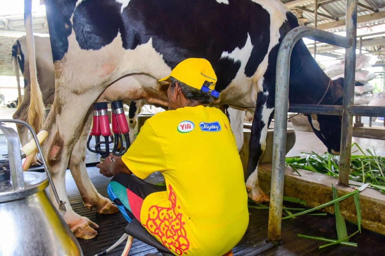 Swasta Diminta Bantu Peternak Sapi Perah