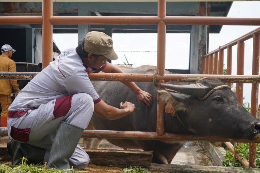 Seorang petugas memberikan vaksin pada sapi. Pemerintah Kalimantan Timur menghentikan pengiriman sapi dari Jawa menyusul kekhawatiran wabah LSD.