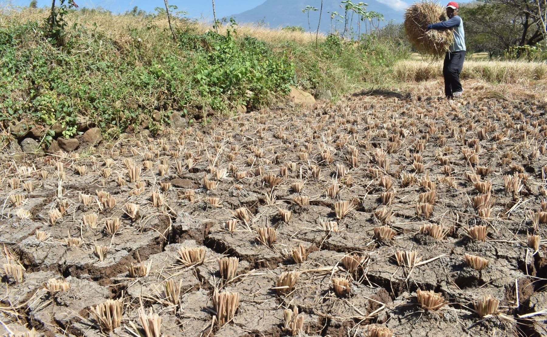 Kata Pakar BRIN, Durasi El Nino Tahun Ini Diperkirakan Lebih Pendek