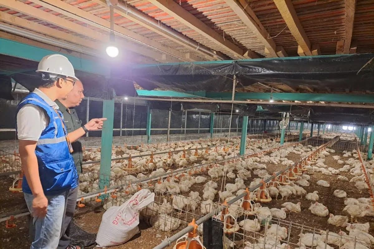 Pertanian Modern Berbasis Listrik Berkembang, Program Electrifying Agriculture PLN Tumbuh 22,28 Persen