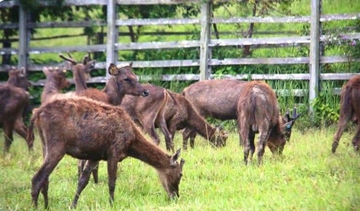 Kawasan Kantor Bupati PPU Bakal Jadi Lokasi Konservasi Rusa Sambar