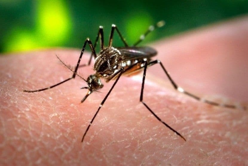 Percepat Eliminasi Malaria, Pemprov Kaltim Terbitkan Pergub