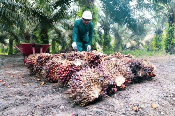 Harga sawit Kaltim periode Maret 2026 terpantau naik. 