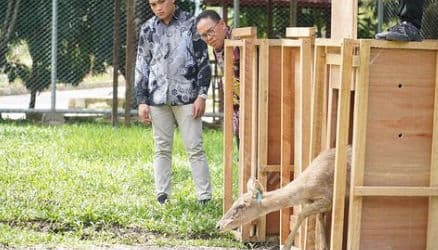 Marbun Saksikan Pelepasan Rusa Sambar ke Lokasi Penangkaran di Areal Kantor Bupati PPU pada Kamis 15 Februari 2024 (Foto Humas Setdakab PPU)