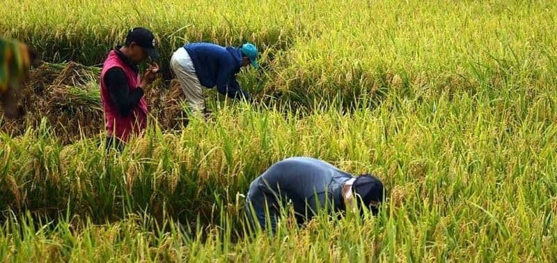 Punya Potensi Besar Pertanian, Pemkab PPU Paparkan Tantangannya