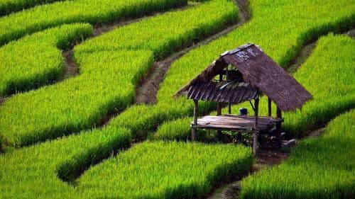 Desa Sebamban, Sektor Pertanian Terbesar di Kecamatan Muara Wis