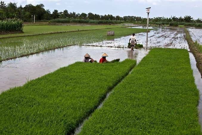 Pertanian Kecamatan Kota Bangun Darat Kian Meningkat