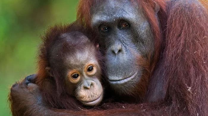 Malaysia Berencana Hadiahkan Orang Utan bagi Negara Importir Kelapa Sawit