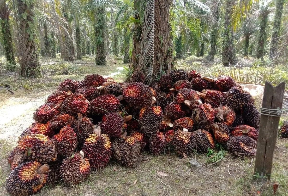 CPO Naik, Harga TBS Makin Menanjak