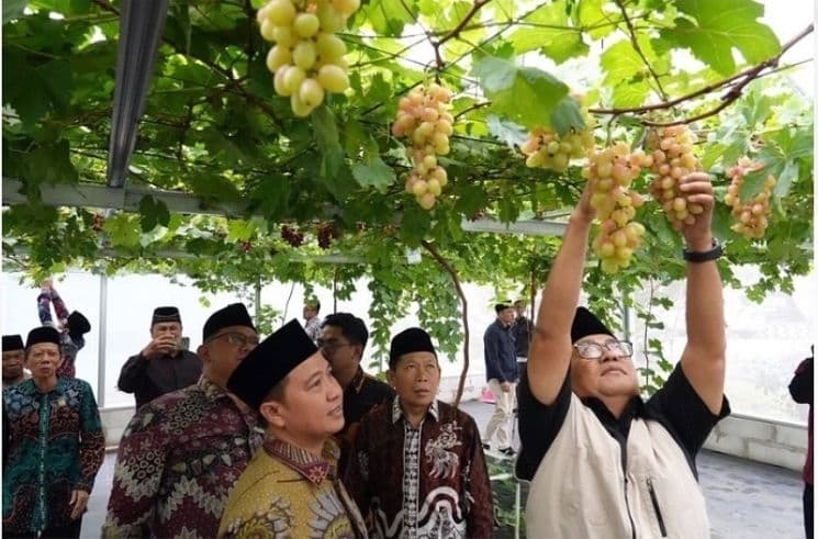 PJ Gubernur Kalimantan Timur Akmal Malik panen anggur di greenhouse Asrama Haji Batakan Balikpapan. 