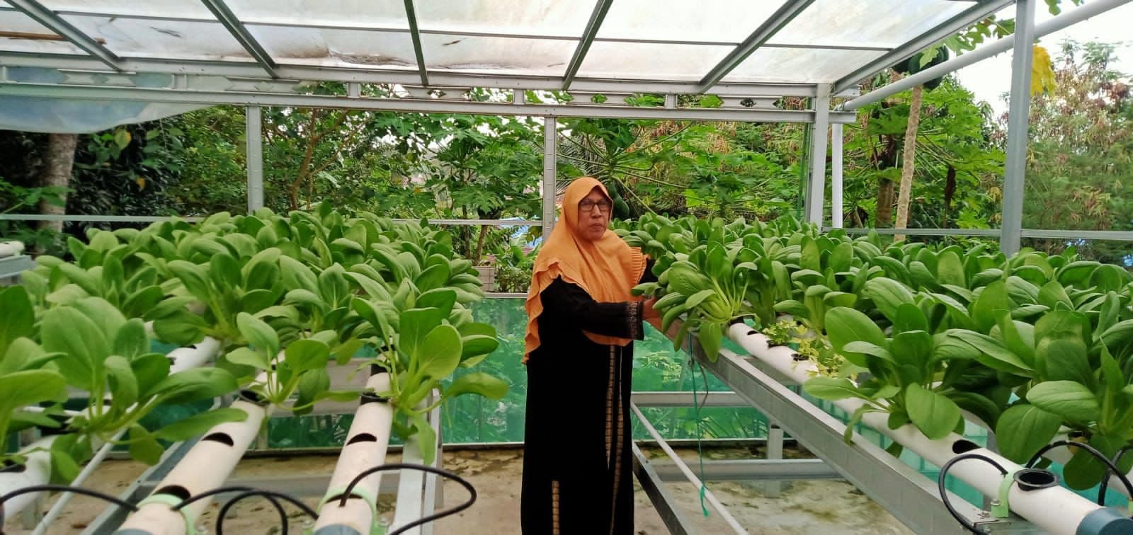 Binaan Kilang Pertamina Unit Balikpapan Panen Sawi Hidroponik 
