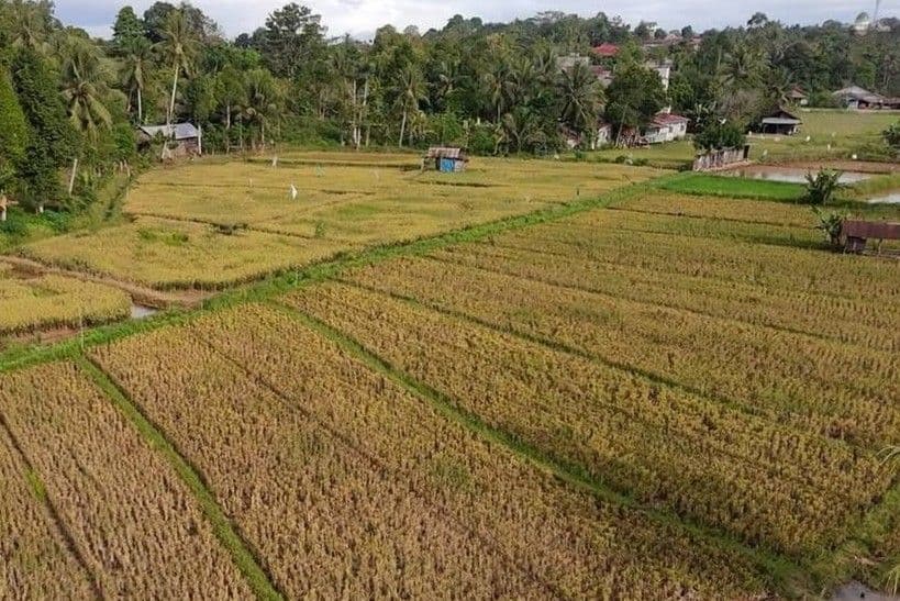Panen padi gabungan Kelompok Tani (Gapoktan) Bukit Biru, Kecamatan Tenggarong Seberang, Kutai Kartanegara. (Adpimprov/Hudais Tri Putra)