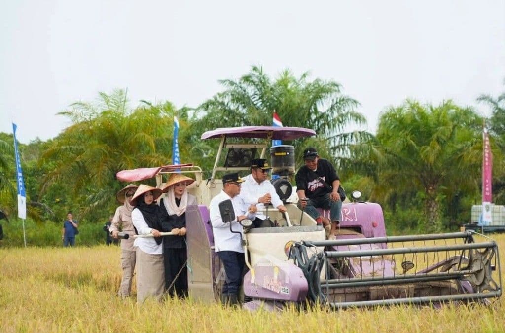 Gubernur Kaltim,  Rudy Mas’ud panen padi di lahan Kelompok Tani Pada Idi Kelurahan Waru Kecamatan Waru Kabupaten Penajam Paser Utara, Kamis 18 September 2025. (Adpimprov/Ahmad Riyandi)