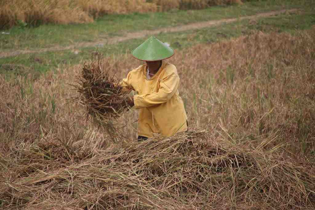 Petani mengelola jerami di sawah. (Foto: Ilustasi)