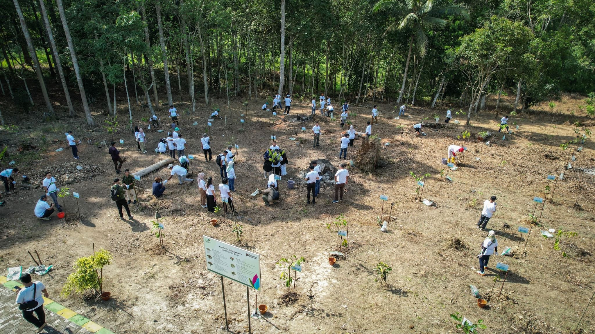 PLN Tanam 1.500 Pohon di Balikpapan