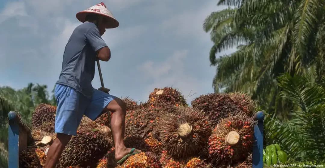 Harga sawit Kaltim mengalami penurunan