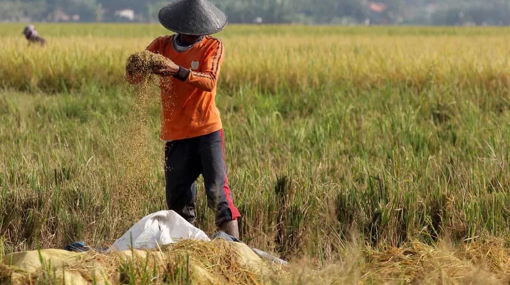 Nilai Tukar Pertani Kaltim Turun Tipis di Akhir 2025
