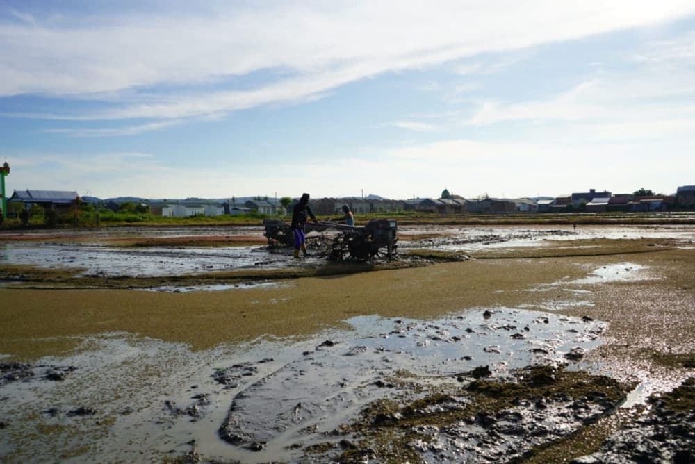 Pemerintah Kabupaten Kutai Timur menargetkan pengembangan 100.000 hektare lahan pertanian, dengan 20.000 hektare difokuskan untuk padi. (Foto: Prokom Kutim)