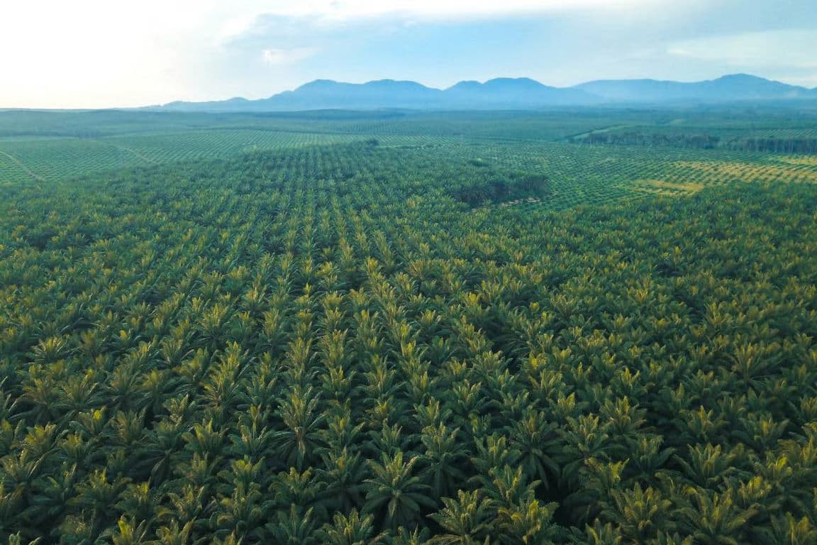 Bupati Kutai Timur dorong hilirisasi sawit di KEK Maloy, targetkan refinery dan pabrik biodiesel untuk perkuat ekonomi dan ketahanan energi nasional. (Foto: Ilustrasi)