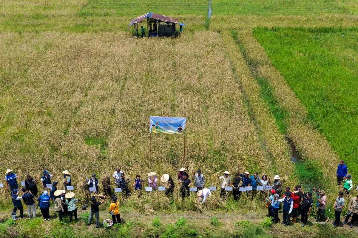 Hamparan demplot pertanian konservasi Padi Gogo seluas 20 hektare di Kelurahan Muara Jawa Ulu, kawasan penyangga pangan IKN. (Foto: Humas OIKN)