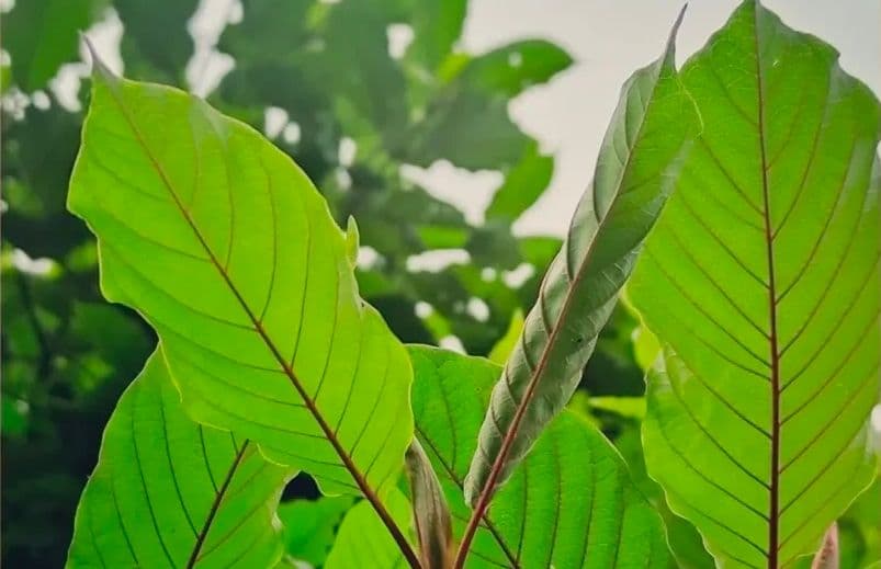 Indonesia memasok lebih dari 80 persen kebutuhan kratom dunia.