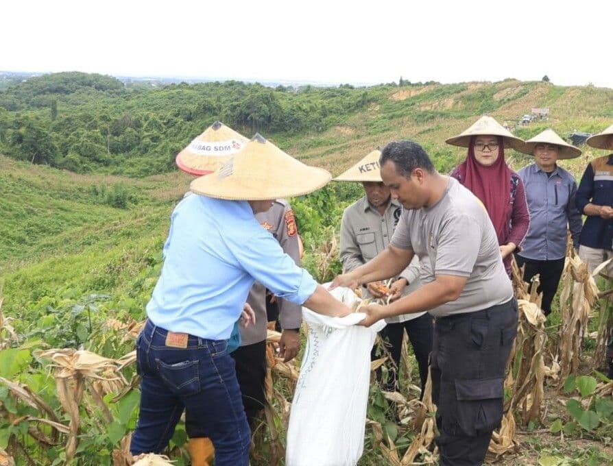 Panen jagung di lahan bekas tambang PT Kaltim Prima Coal (KPC) di Kutai Timur. 