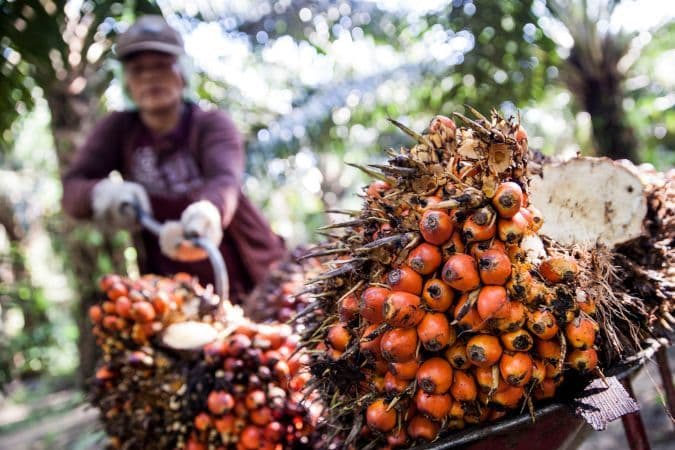 Harga TBS Kelapa Sawit Kaltim Naik. 
