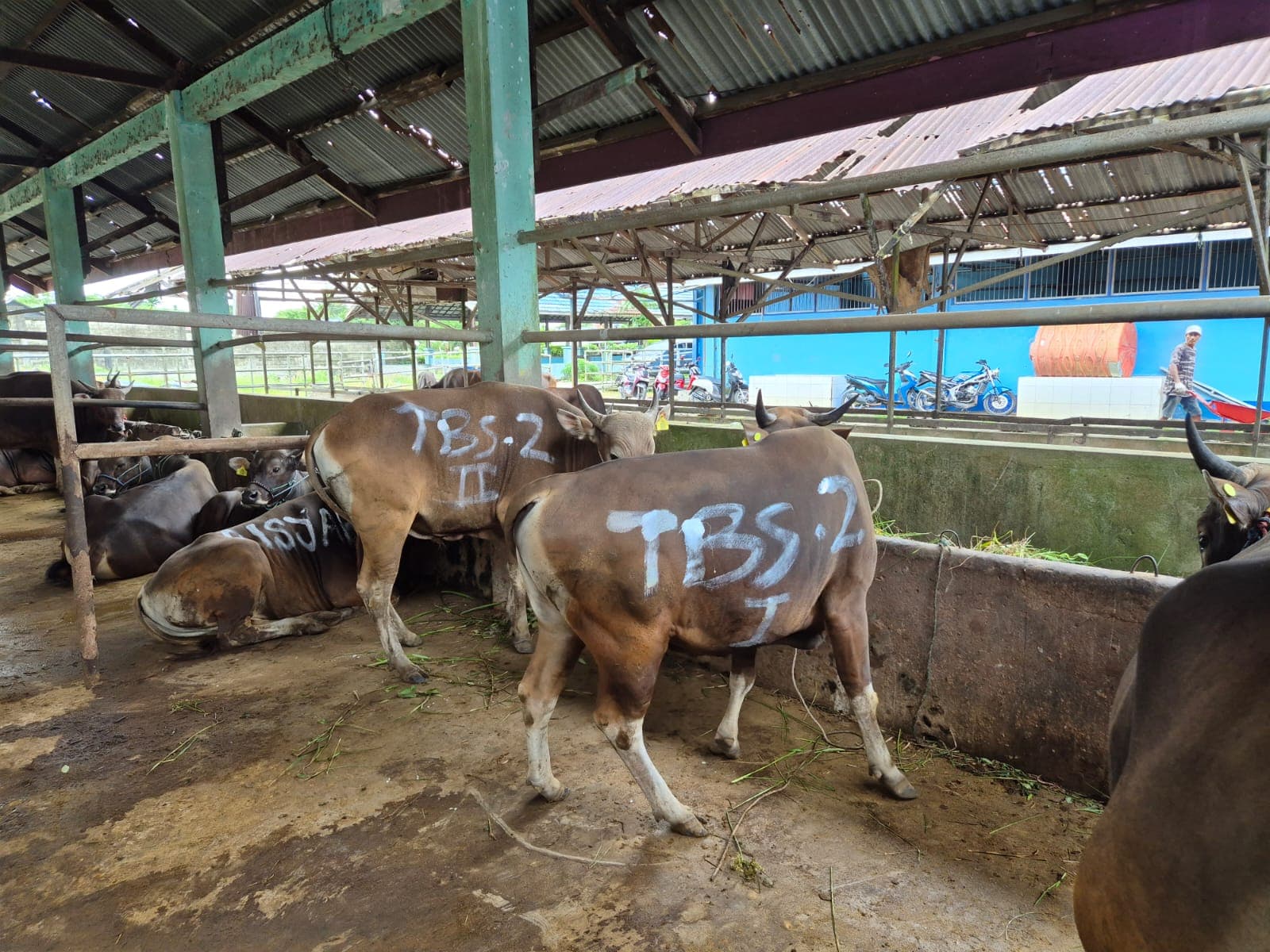 DKP3 Balikpapan Pastikan Hewan Kurban Bebas Penyakit