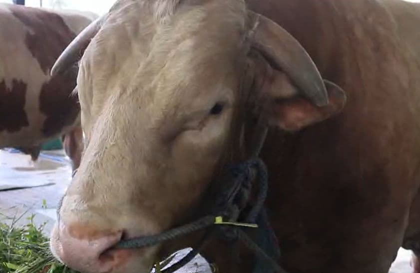 Sapi Kurban Presiden Siap Dipotong di Masjid Madinatul Iman BIC