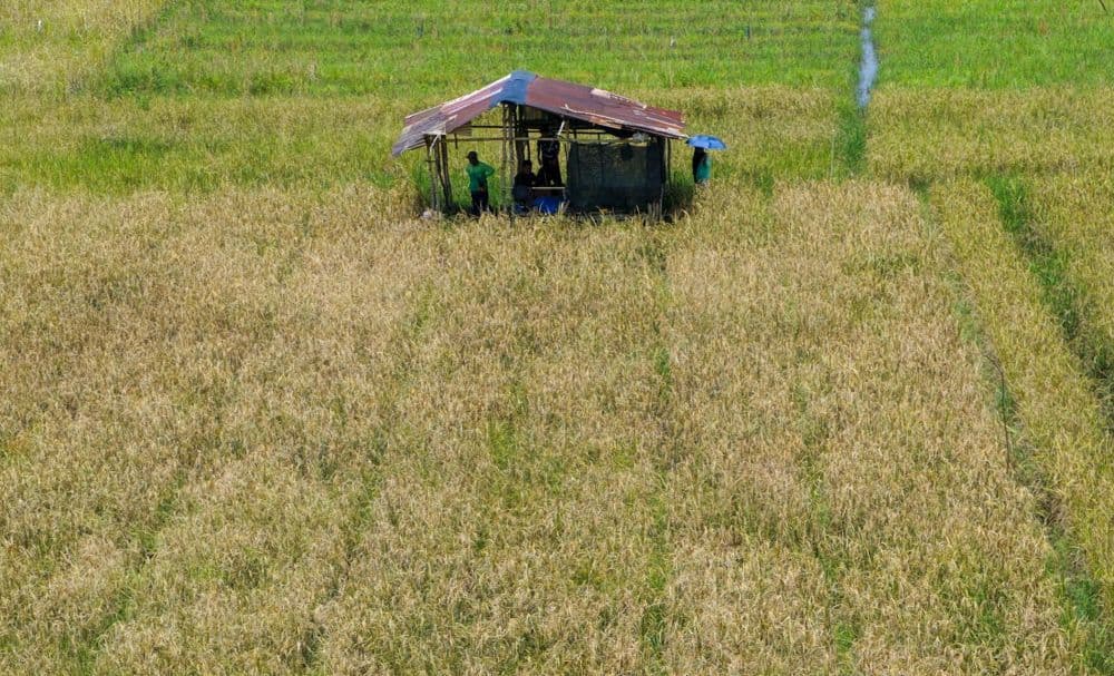 Wakil Bupati Kutim Mahyunadi meminta lima perusahaan di kawasan perbatasan Kutim-Berau membantu penyediaan pupuk bagi petani pedalaman Malawai.