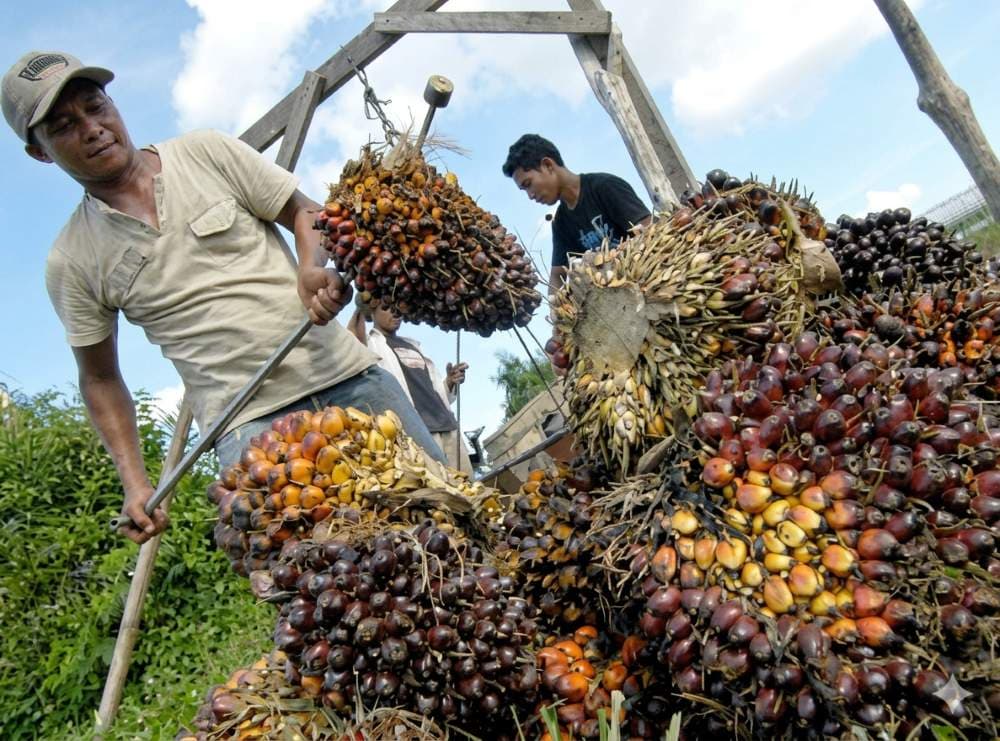 Petani memanen sawit. Harga tandan buah segar Kaltim naik.   