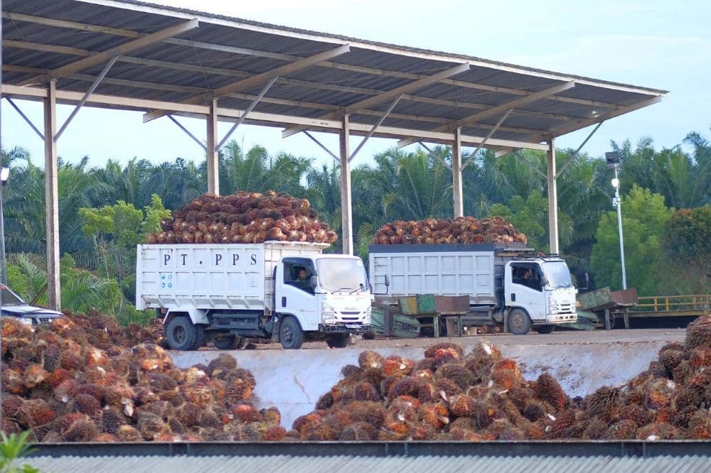 Proses bongkar tandan buah segar di pabrik Astra Agro.