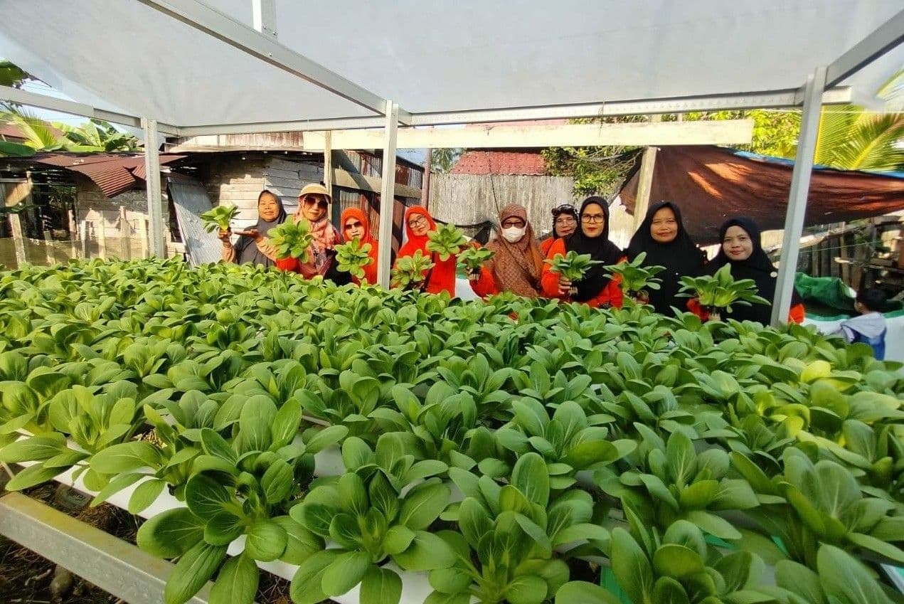 Kebun Gizi Lansia Binaan PLN Kaltimra, Panen Sayur Hasilkan Nilai Ekonomi