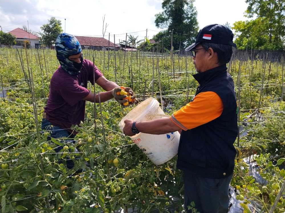 BMH melalui program Semua Bisa Berdaya mendukung petani di Balikpapan Timur. Hasrah berhasil memanen sekitar 8,5 ton tomat di Kelurahan Teritip.
