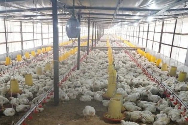 Peternakan ayam pedaging di Kecamatan Bengalon, Kutai Timur.