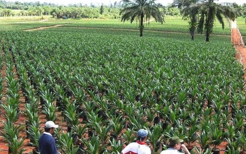 Harga TBS sawit Kaltim mengalami kenaikan pada Agustus 2026.