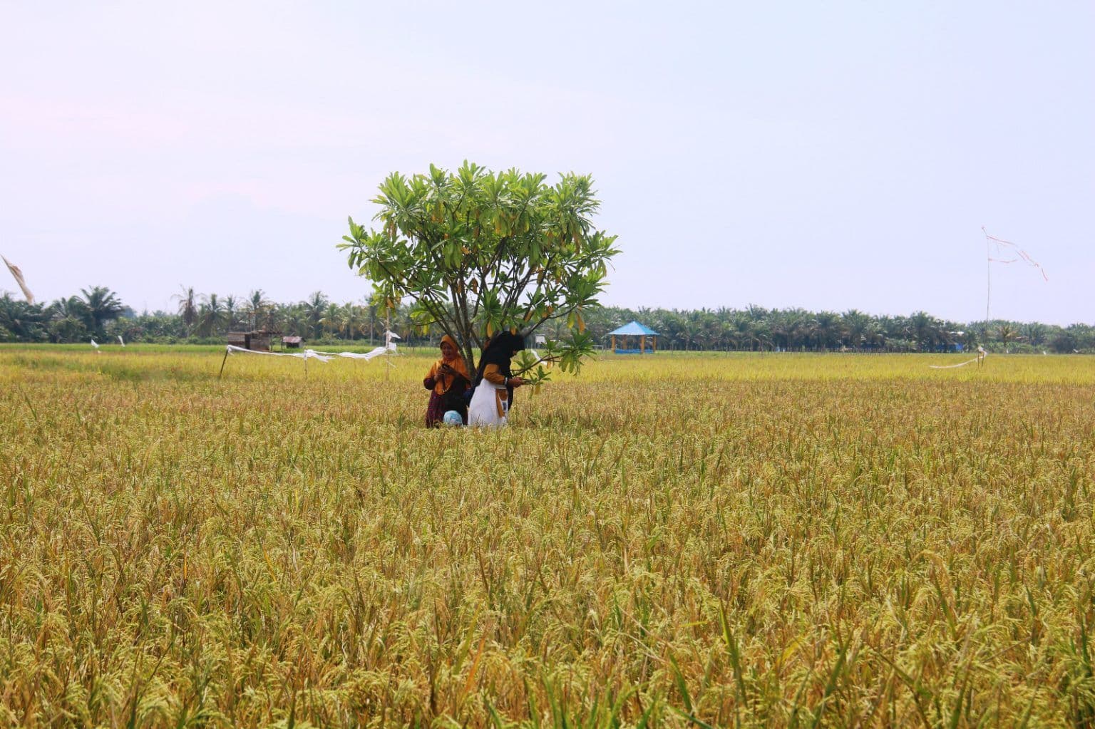 Hadapi Kemarau, Distan PPU Salurkan 20 Pompa Air ke Sawah